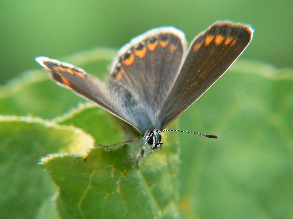 Lente macro autocostruita